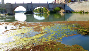 Macrófitos y la mosca negra en río Ebro